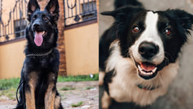 కుక్కలు మీ బండ్ల మీద మూత్రం పోస్తున్నాయా?