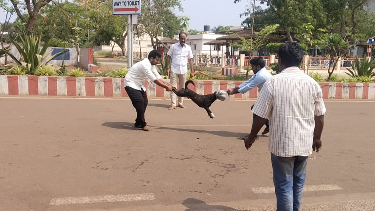 Dwaraka Tirumala: అయ్యో.. ఈ కుక్కకు ఎన్ని బాధలొచ్చాయి.. చివరకు..