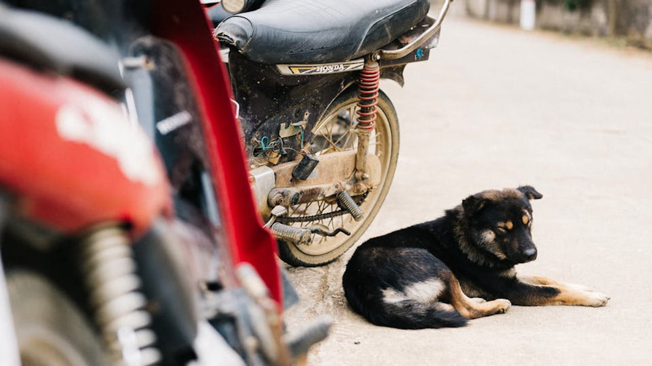 అన్ని జంతువులలో కుక్కలు ఎంతో విశ్వాసంగా ఉంటాయి. వీటికి మనం ఒకసారి అన్నం పెడితే రెండో రోజు ఎక్కడ ఉన్నా కూడా మనల్ని వెతుక్కుంటూ వస్తాయి.