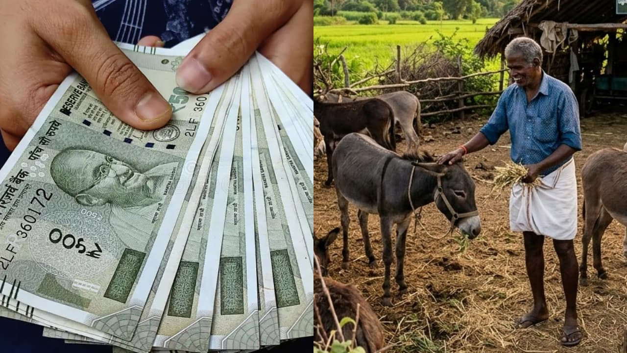 Central Government: గాడిదలు పెంచుకుంటే మీ అకౌంట్లోకి రూ.50 లక్షలు.. కేంద్రం కొత్త పథకం.. ఎలా దరఖాస్తు చేసుకోవాలంటే..?