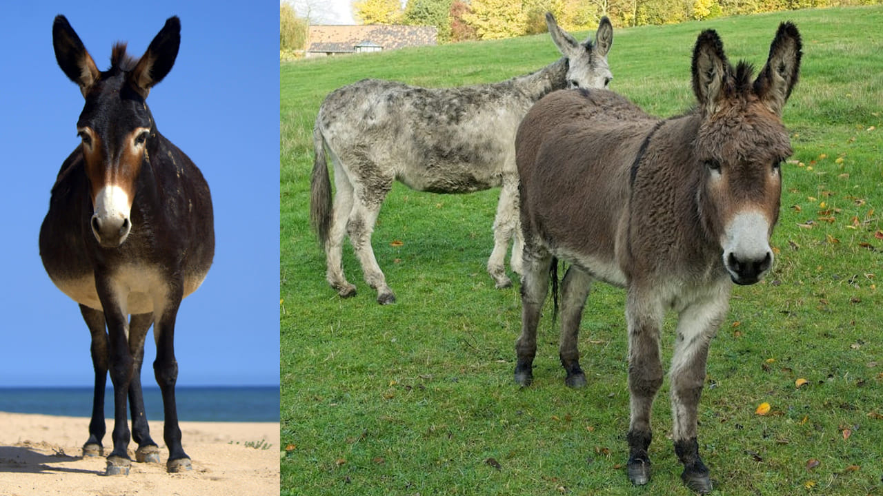 Donkey Farming: కేంద్ర ప్రభుత్వం బంపర్ ఆఫర్.. గాడిదలు పెంచితే రూ.50 లక్షల సబ్సిడీ..