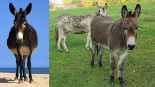 Donkey Farming: కేంద్ర ప్రభుత్వం బంపర్ ఆఫర్.. గాడిదలు పెంచితే రూ.50 లక్షల సబ్సిడీ..