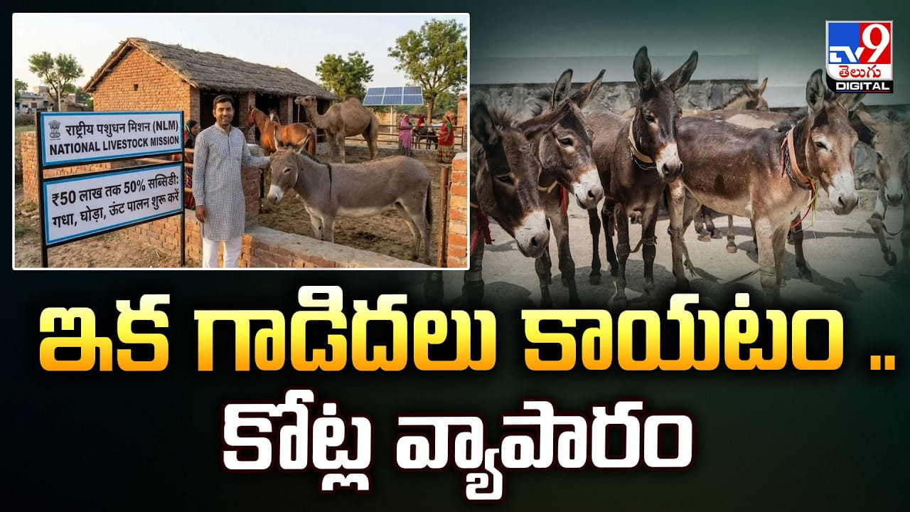 ఇక గాడిదలు కాయటం.. వారికి మాత్రం కోట్ల లో వ్యాపారం