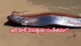 తీరంలో కొట్టుకొచ్చిన డూమ్స్‌డే చేపలు.. భారీ విపత్తుకు సంకేతమా?