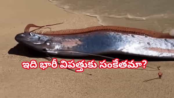 Doomsday Fish: విపత్తు ముంచుకొస్తుందా? సముద్ర తీరంలో కొట్టుకొచ్చిన డూమ్స్డే చేపలు..!