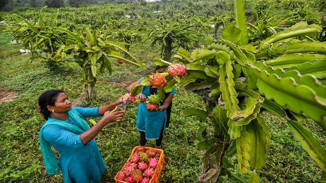 ముఖ్యంగా డ్రాగన్ ఫ్రూట్ సాగు ఇటీవల రైతుల్లో ప్రాచుర్యం పొందుతోంది. ఈ పంటకు నీటి అవసరం తక్కువగా ఉండటం, పొడి వాతావరణంలో కూడా పెరగగలగడం దీని ప్రత్యేకత. ఒకసారి మొక్కలు నాటితే మూడు నుంచి నాలుగు సంవత్సరాల పాటు దిగుబడి ఇస్తాయి. మార్కెట్‌లో డ్రాగన్ ఫ్రూట్‌కు మంచి డిమాండ్ ఉండటంతో రైతులకు మంచి లాభాలు వచ్చే అవకాశం ఉంది.