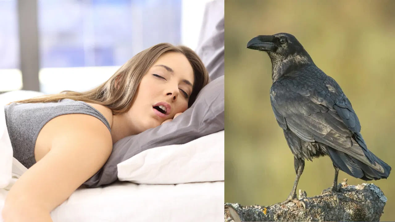 కలలో కాకి, భయంకరమైన శబ్ధాలు చేస్తూ కనిపించడం అస్సలే మంచిదికాదంట, ఇది మరణ సంకేతం అని చెబుతున్నారు స్వప్నశాస్త్ర నిపుణులు. అంతేకాకుండా కలలో కాకి మీ తలపై కూర్చున్నట్లుగా కనిపించడం కూడా మరణానికి సంకేతంమే. లేకపోతే ఏదైనా ప్రమాదం జరిగే సూచన. అందువలన ఇలాంటి కలలు చాలా అశుభకరమైనవి అని చెబుతున్నారు నిపుణులు.