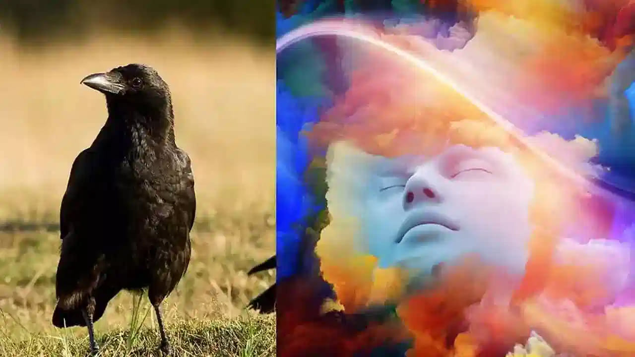 అదే విధంగా, చనిపోయినట్లు కాకి కలలో కనిపిస్తే ఇది మీ జీవితంలోని సమస్యలను లేదా దు:ఖం,  మరణవార్తలకు సంకేతం అని చెబుతున్నారు నిపుణులు. అంతే కాకుండా కలలో కాకి గూడు కట్టుకున్నట్లుగా కనిపిస్తే ఇది చాలా అశుభకరం.  ఇది మీ కుటుంబలో గొడవలు లేదా అశాంతికి సంకేతం.