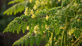 ఇవి ఆకులు కాదు అమృత పత్రాలు.. రోజూ తీసుకుంటే ఆ రోగాలన్నీ పరార్‌!