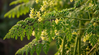 దోమల బెడదతో విసిగిపోయారా..? ఈ నేచురల్ టిప్స్ పాటిస్తే ఒక్కటి కూడా కనిపించదు..!