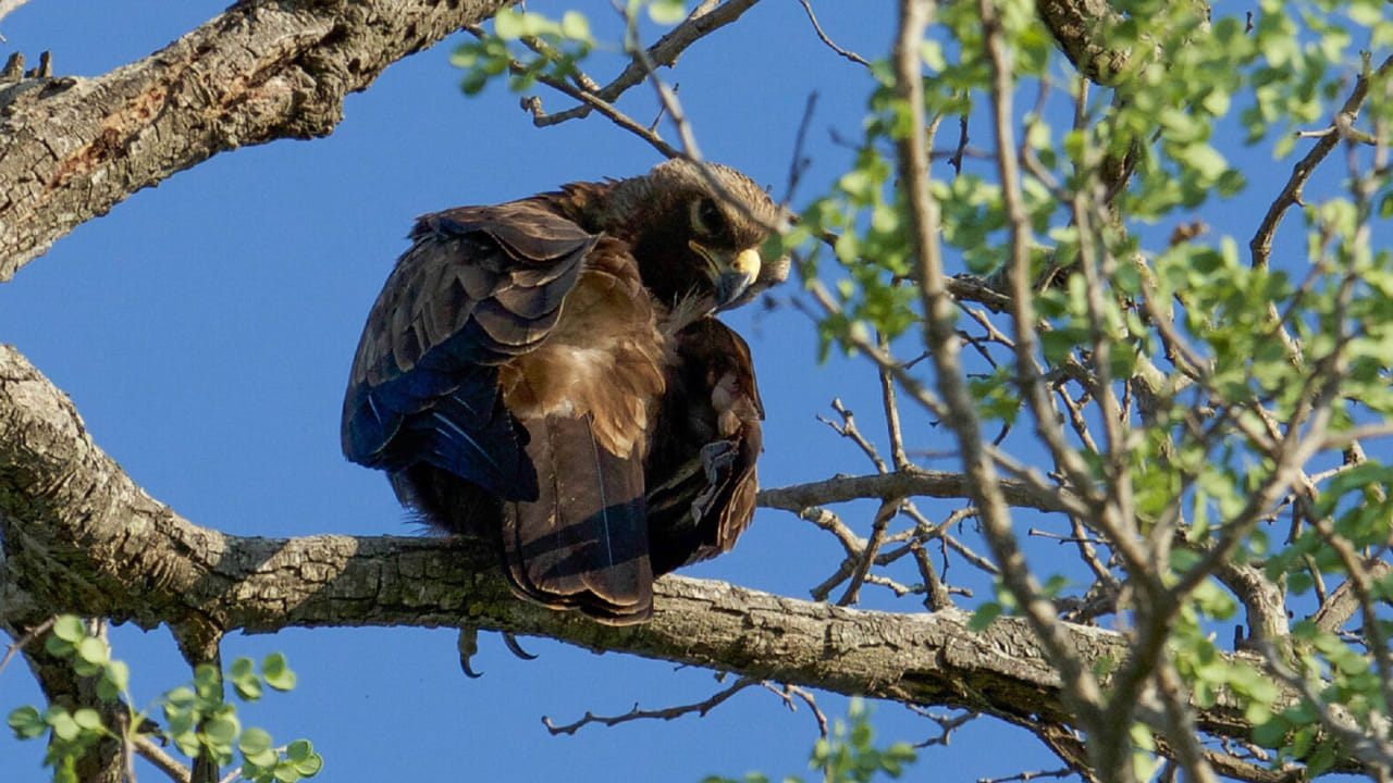 పక్షి శాస్త్రవేత్తల ప్రకారం, సాధారణంగా ఈ స్టెప్పీ ఈగల్స్‌ రష్యా, మంగోలియా, సెంట్రల్ ఏషియా ప్రాంతాల నుంచి గల్ఫ్ దేశాలకు వలస వెళ్తాయి. అక్కడి నుంచి తిరిగి ప్రయాణిస్తూ కొన్ని ప్రాంతాల్లో తాత్కాలికంగా ఆగుతాయి. అయితే ఈసారి యుద్ధ వాతావరణం కారణంగా  ఇరాన్‌, ఇరాక్‌ ప్రాంతాల్లో సహజ ఆవాసాలు దెబ్బతినడంతో, ఇవి ప్రత్యామ్నాయ మార్గాన్ని ఎంచుకున్నట్లు నిపుణులు చెబుతున్నారు.