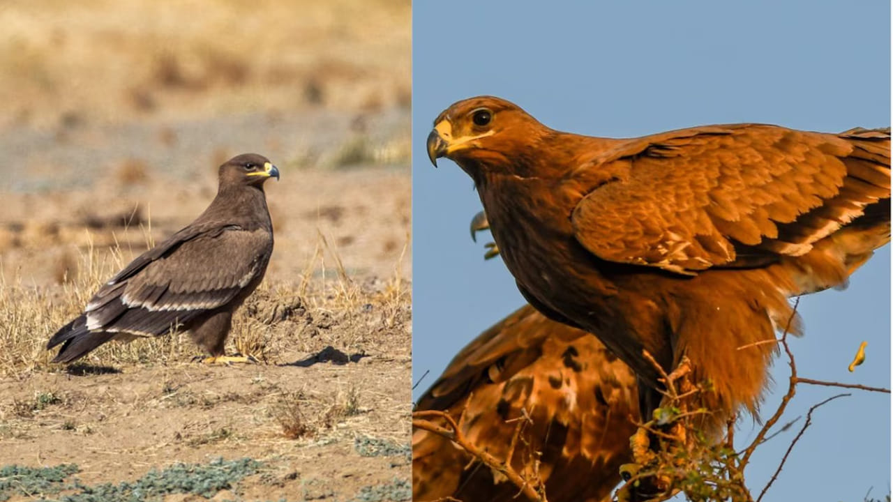 ఇప్పటికే జోర్‌బీర్ ప్రాంతంలో సుమారు 4,000కు పైగా గద్దలు ఒకేసారి దర్శనమిచ్చినట్లు, మొత్తం సంఖ్య 5,000 దాటినట్లు అంచనా. ఇది గత ఏడాదితో పోలిస్తే రెట్టింపు. ముఖ్యంగా, ఈసారి వచ్చిన పక్షుల్లో ఎక్కువ భాగం చిన్న వయస్సు గలవి కావడం కూడా శాస్త్రవేత్తల దృష్టిని ఆకర్షిస్తోంది.