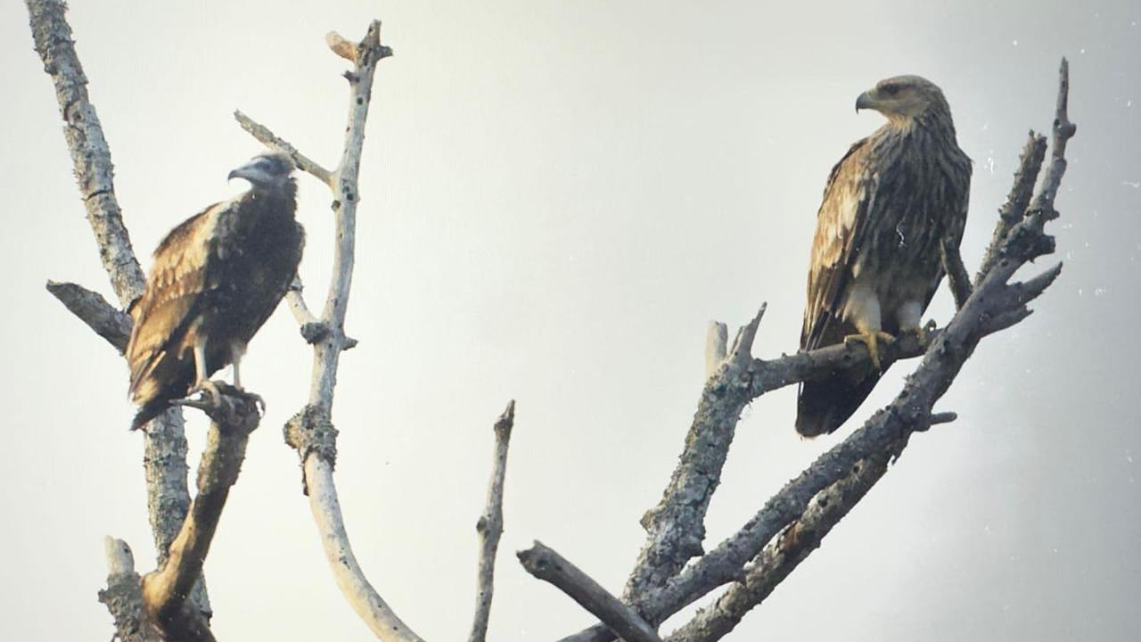 ఈ పక్షులు వేల కిలోమీటర్లు ప్రయాణించి సుమారు 20–25 రోజుల్లో భారతదేశానికి చేరుకుంటాయి. సాధారణంగా కజకిస్తాన్, ఇరాన్‌ మీదుగా యొమన్‌ వరకు వెళ్లే మార్గాన్ని అనుసరిస్తాయి. అయితే ప్రస్తుత యుద్ధ పరిస్థితుల వల్ల ఈ మార్గం భంగం చెంది, రాజస్థాన్ వైపు మళ్లినట్లు తెలుస్తోంది.
