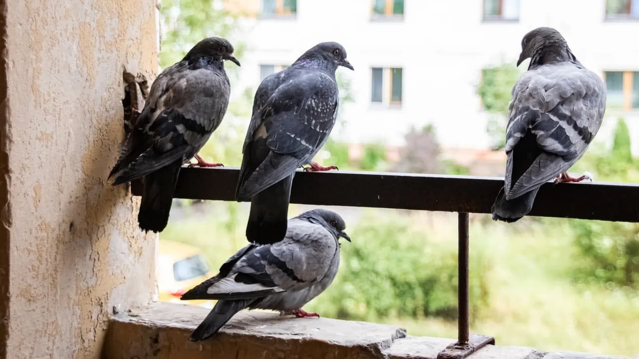 పావురాలను తరిమికొట్టే పవర్ ఫుల్ ఐడియా.. ఇలా చేస్తే.. మళ్లీ ఇంటి దరిదాపుల్లోకి కూడా అడుపెట్టవు!