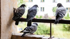 ఇలా చేస్తే పావురాలు మళ్లీ మీ ఇంటి దరిదాపుల్లోకి అడుగుపెట్టవు!