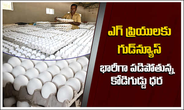 Egg Price: తెలుగు రాష్ట్రాల్లో భారీగా పడిపోతున్న కోడిగుడ్డు ధర.. డజన్ ఎంతో తెలుసా?