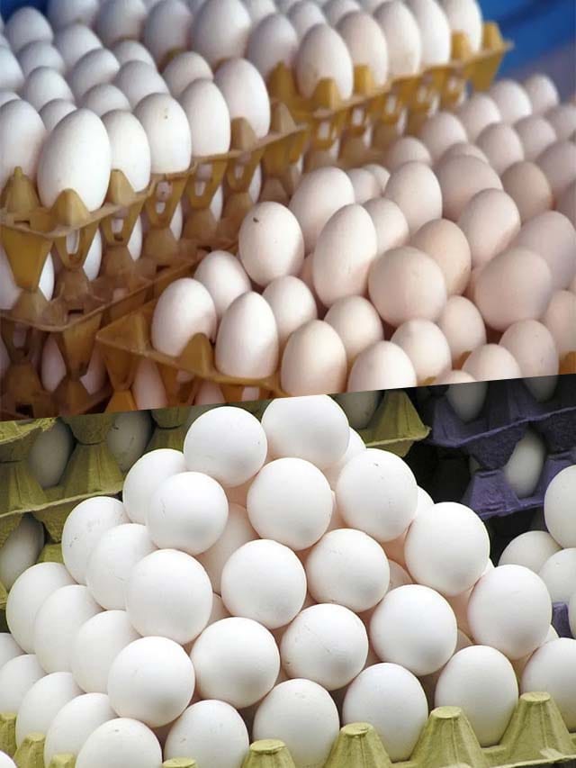 భారీగా పడిపోయిన గుడ్ల ధర.. ఒక గుడ్డు కేవలం రూ.3.5 పైసలే..!