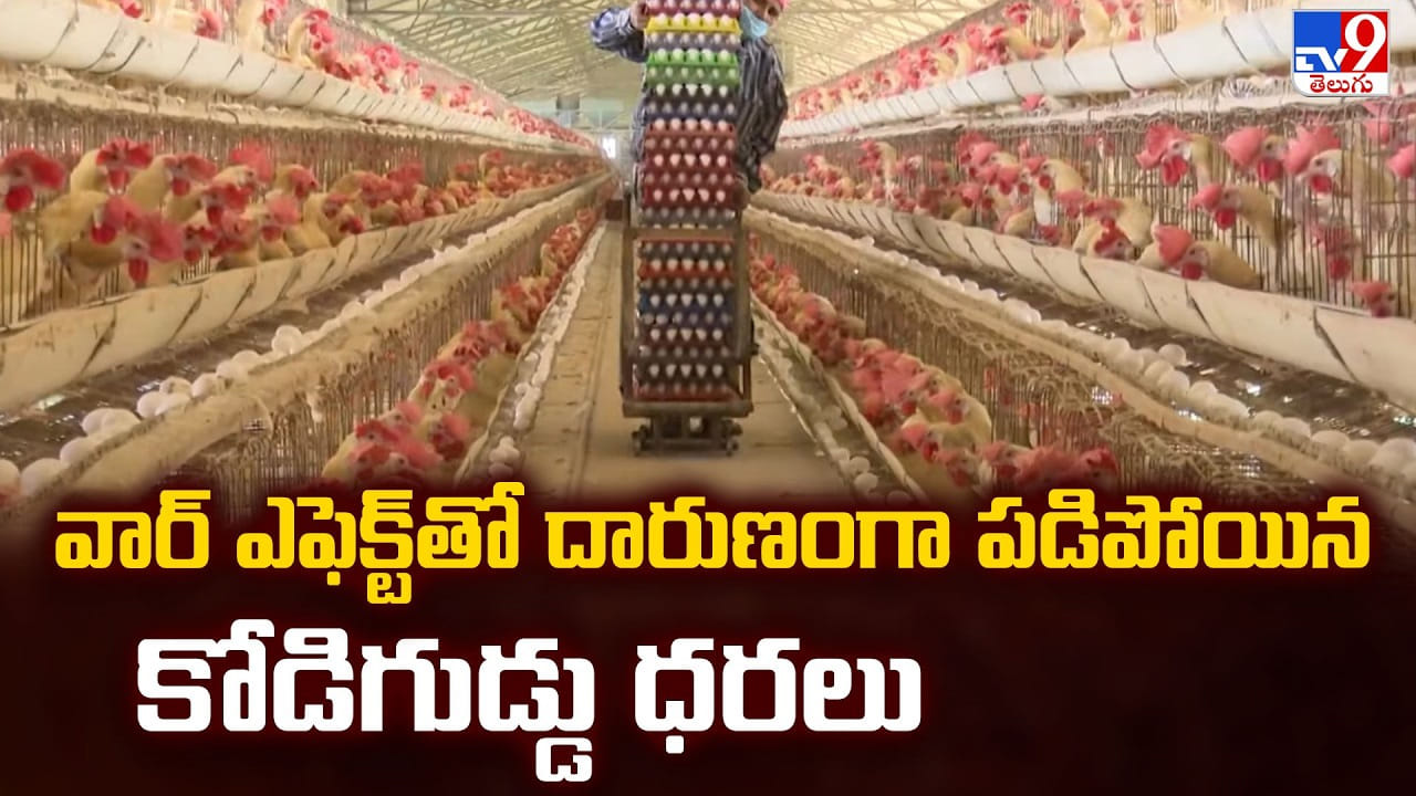 Egg Prices: వార్ ఎఫెక్ట్ తో దారుణంగా పడిపోయిన కోడిగుడ్డు ధరలు
