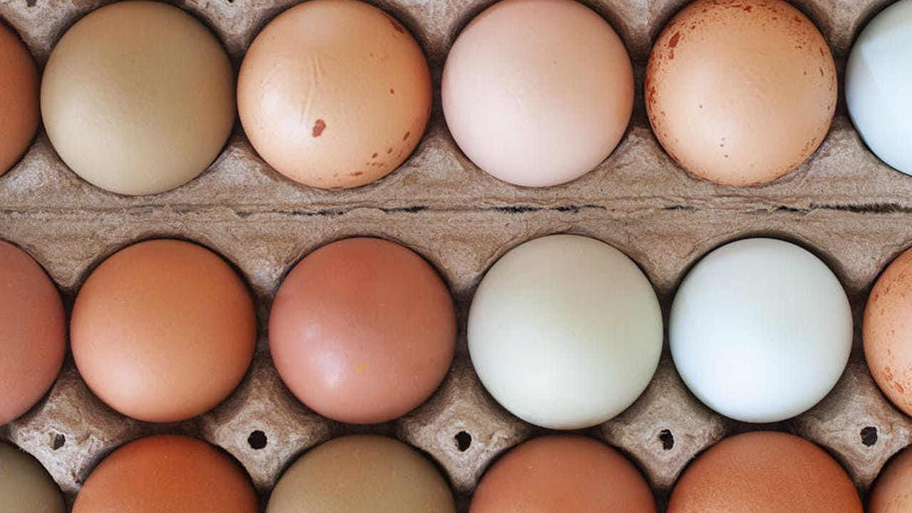 ఏప్రిల్ 1 నుంచి  ఉత్తరప్రదేశ్ ప్రభుత్వం ఈ కొత్త రూల్ ను తీసుకురానుంది. కాబట్టి, మీరు కూడా ముందుగానే జాగ్రత్త పడితే చాలా మంచిది. అందరూ ఎగ్స్ తీసుకునేటప్పుడు గుడ్లపై ఎక్స్‌పైరీ డేట్ చెక్ చేసి కొనుగోలు  చేయండి. 
