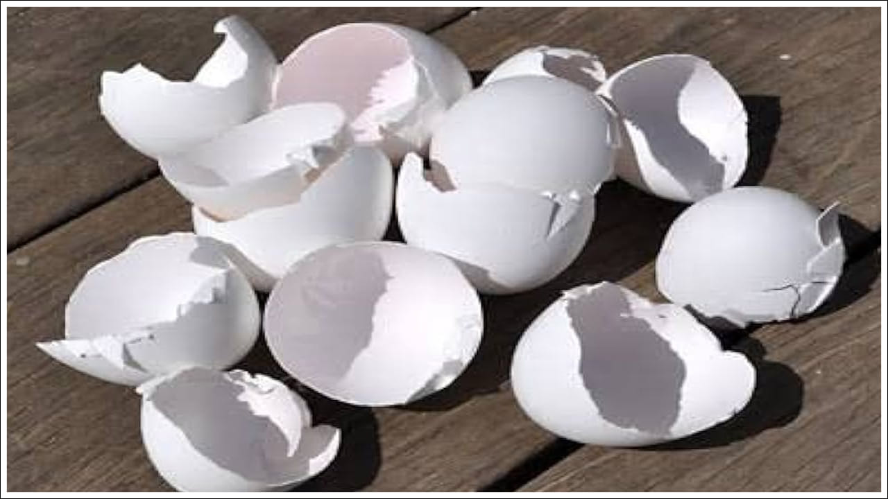  మొక్కలకు సహజ ఎరువు: గుడ్డు పెంకులలో కాల్షియం, కాల్షియం ఫాస్ఫేట్, మెగ్నీషియం, కెరాటిన్ వంటి పోషకాలు ఉంటాయి. ఈ పోషకాలు నేలను సారవంతం చేసి మొక్కల పెరుగుదలను ప్రోత్సహిస్తాయి. పెంకులను ఎండబెట్టి, మెత్తగా రుబ్బి, కంపోస్టులో లేదా మట్టిలో కలపండి. ఇది మొక్కలకు సహజ ఎరువుగా పనిచేసి, రసాయన ఎరువుల అవసరాన్ని తగ్గిస్తుందని నిపుణులు చెబుతున్నారు.