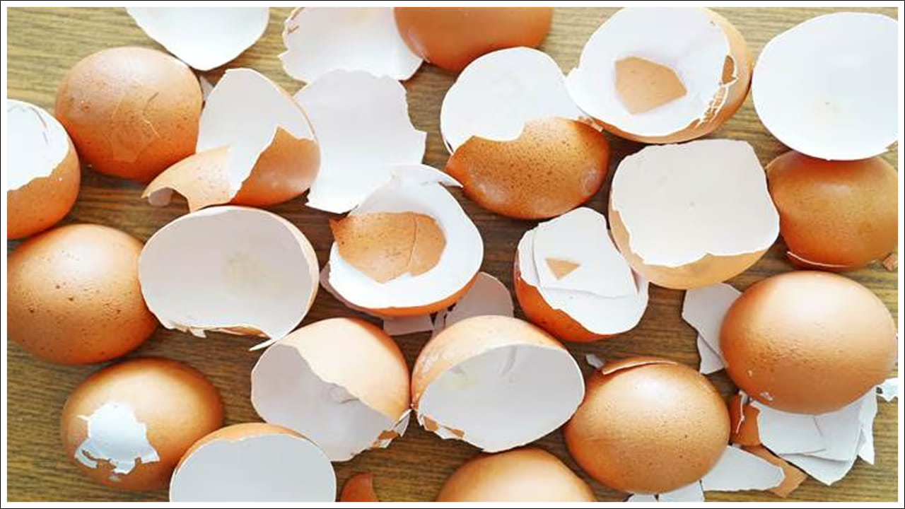  Eggshell Uses: ప్రజలు తరచుగా గుడ్డు పెంకును ఉపయోగించిన తర్వాత ఆలోచించకుండా చెత్తబుట్టలో పడేస్తారు. కానీ గుడ్డు పెంకులు కూడా అనేక విధాలుగా చాలా ఉపయోగకరంగా ఉంటాయని చాలా తక్కువ మందికి తెలుసు. నిజానికి గుడ్డు పెంకులలో కాల్షియంతో సహా అనేక పోషకాలు ఉంటాయి. ఇవి ఇంటి పనులలో చాలా ఉపయోగకరంగా ఉంటాయి. వాటిని సరిగ్గా ఉపయోగించుకుంటే అవి చిన్న చిన్న వంటగది పనులను సులభతరం చేయడమే కాకుండా తోటపనిలో కూడా సహాయపడతాయి. అందుకే ఇప్పుడు చాలా మంది గుడ్డు పెంకులను పారేయకుండా రకరకాలుగా తిరిగి వాడుకుంటున్నారు. కొద్దిపాటి అవగాహన, తెలివైన పద్ధతులతో మీరు కూడా ఈ పెంకులను మరింత సద్వినియోగం చేసుకోవచ్చు.