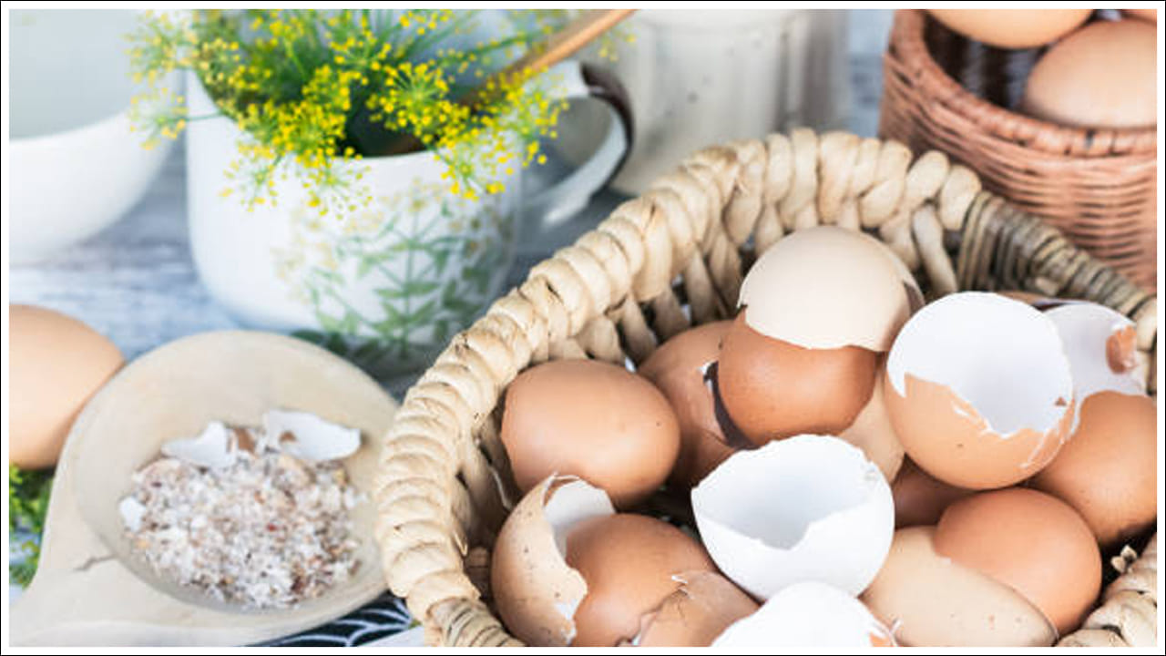  చిన్న కుండగా కూడా ఉపయోగించవచ్చు: మీరు ఇంట్లో చిన్న మూలికలను పెంచాలనుకుంటే గుడ్డు పెంకులను చిన్న కుండీలుగా ఉపయోగించుకోవచ్చు. పెంకు పైభాగాన్ని జాగ్రత్తగా కత్తిరించి, దానిని కడిగి, నీరు కారిపోవడానికి అడుగుభాగంలో ఒక చిన్న రంధ్రం చేయండి. ఇప్పుడు దానిని మట్టితో నింపి, మీకు ఇష్టమైన మూలికలను నాటండి.