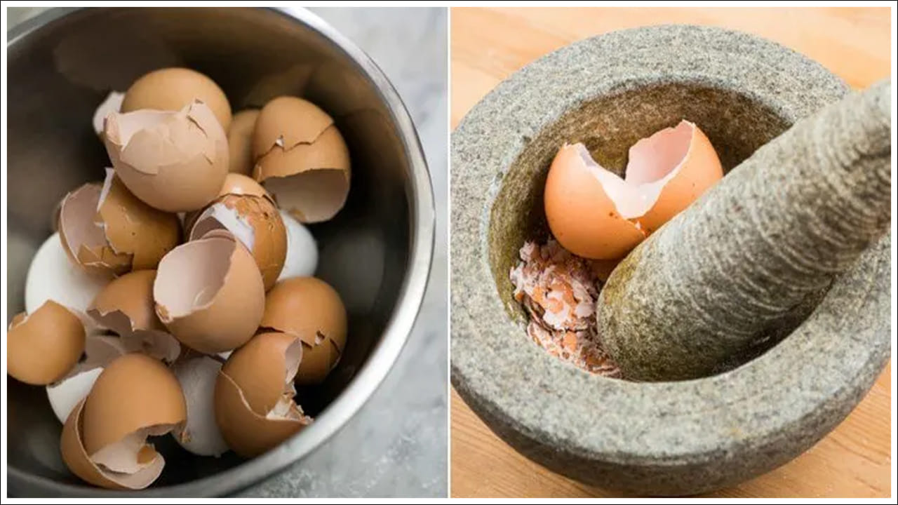  బట్టల మెరుపును పెంచడంలో కూడా..: గుడ్డు పెంకులు బట్టలు ఉతకడానికి కూడా ఉపయోగపడతాయి. గుడ్డు పెంకులను నిమ్మకాయ ముక్కలతో పాటు ఒక చిన్న గుడ్డ సంచిలో ఉంచి, మీ బట్టలతో పాటు వాషింగ్ మెషీన్‌లో వేయండి. దీనివల్ల బట్టలపై సబ్బు పేరుకుపోవడం తగ్గి, తెల్లని బట్టలు ఎక్కువ కాలం ప్రకాశవంతంగా కనిపిస్తాయని చెబుతున్నారు నిపుణులు.