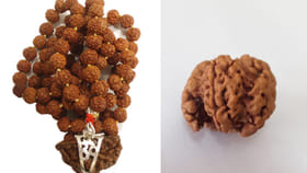 అసలైన ఏకముఖి రుద్రాక్షను ఎలా గుర్తించాలి? ఈ సులభమైన పరీక్షలు..