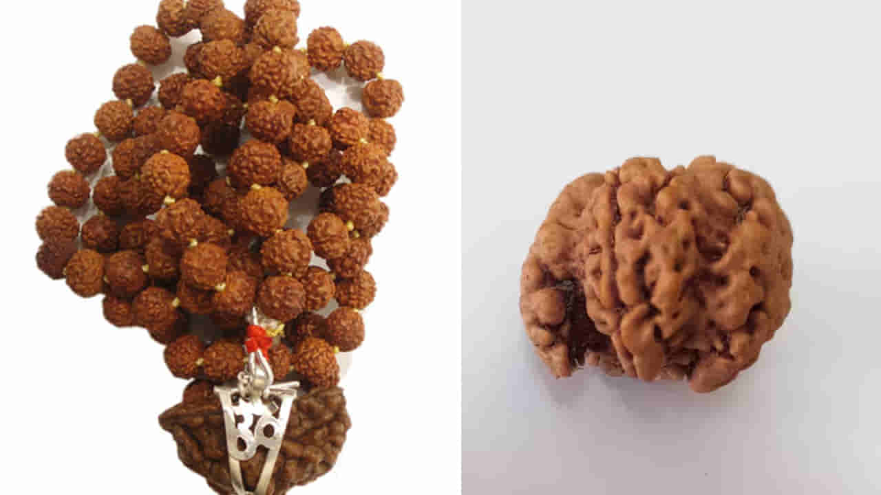 అసలైన ఏకముఖి రుద్రాక్షను ఎలా గుర్తించాలి? ఈ సులభమైన పరీక్షలు తెలుసుకోండి!