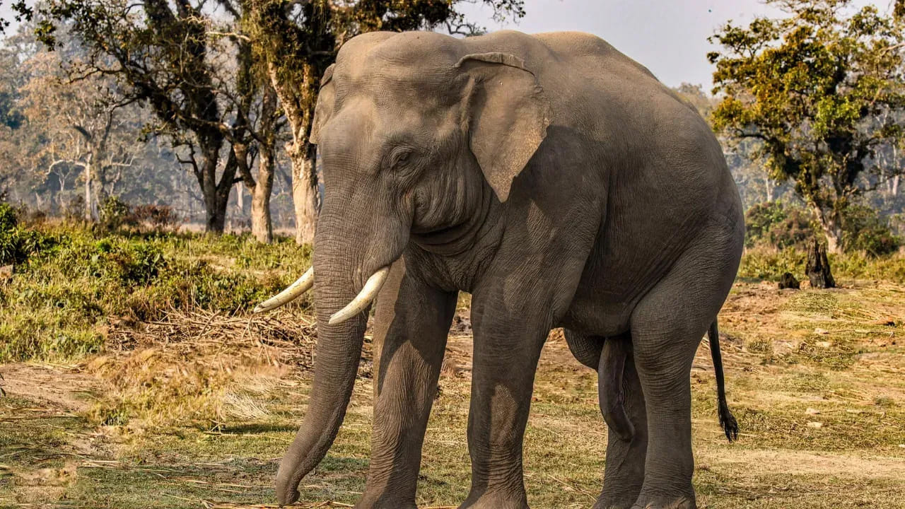 ఒక దంతం అరిగిపోయి ఊడిపోయినప్పుడు, దాని స్థానంలో కొత్త దంతాలు పెరుగుతాయి. ఏనుగుల ఆహారం చాలా గట్టిగా, పీచుపదార్థంతో ఉంటుంది. ఈ ఆహారాన్ని నిరంతరం నమలడం వల్ల వాటి దంతాలు అరిగిపోయి, చివరికి విరిగిపోతాయి. ఆ తర్వాత వాటి స్థానంలో కొత్త దంతాలు తిరిగి పెరుగుతాయి.