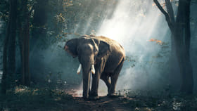 ఏనుగుకి కనిపించే రెండు దంతాలేనా.. నోట్లో ఇంకా పళ్లు ఉంటాయా?