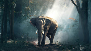 Summer Plants: ఏసీ లేకపోయినా టెన్షన్ లేదు! ఈ మొక్కలతో మీ ఇల్లు కూల్‌గా మారుతుంది