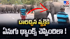 దారిచ్చిన వ్యక్తికి ఏనుగు థ్యాంక్స్‌ చెప్పిందిలా..