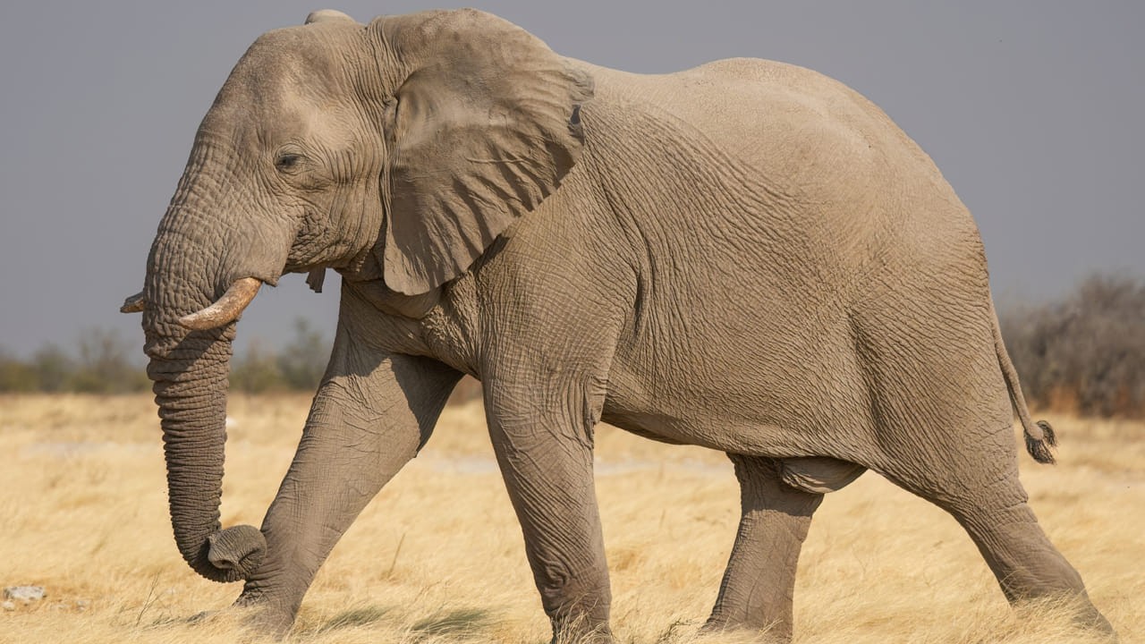 Elephant: ఏనుగులు పగబడతాయని మీకు తెల్సా.? ఒక్కసారి వాటి జోలికెళ్తే.. చచ్చేదాకా మర్చిపోవ్