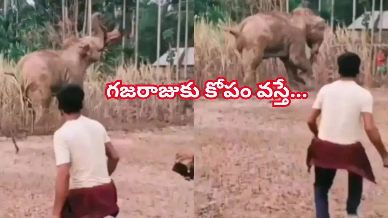 బాబోయ్‌ భయంకరం.. వ్యక్తిని బంతిలా గాలిలోకి ఎగరేసి, కాళ్లతో తొక్కి చంపేసిన ఏనుగు!