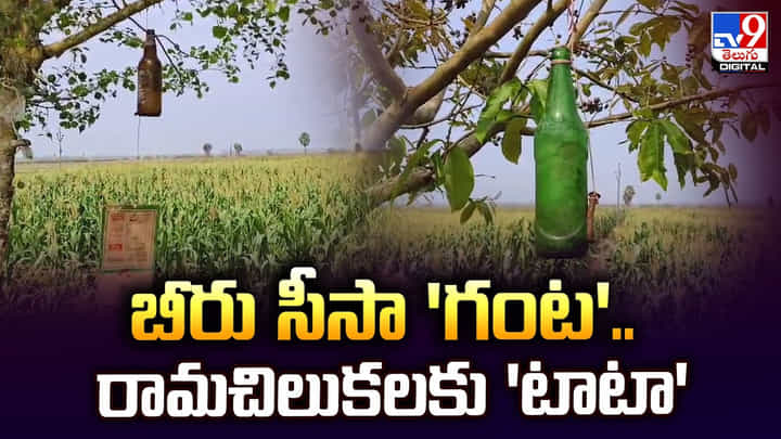 బీరు సీసా 'గంట'.. రామచిలుకలకు 'టాటా' బీరు సీసా 'గంట'.. రామచిలుకలకు 'టాటా'