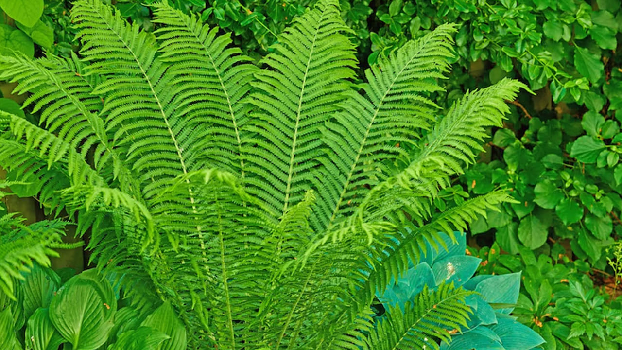 ఫెర్న్ ప్లాంట్ (Fern Plant): దీని దట్టమైన ఆకులు గదిలోని వేడిని శోషించుకుంటాయి. గదిలో తేమను పెంచి చల్లదనాన్ని ఇవ్వడంలో ఇది అద్భుతంగా పనిచేస్తుంది. ఫెర్న్ మొక్క దట్టమైన ఆకులు పరిసరాల నుండి వేడిని గ్రహించడంలో సహాయపడతాయి. ఈ మొక్క ఇంటి ఉష్ణోగ్రతను సమతుల్యంగా ఉంచడంలో సహాయపడుతుంది. తద్వారా గదిలో కూర్చోవడం మరింత సౌకర్యవంతంగా ఉంటుంది.