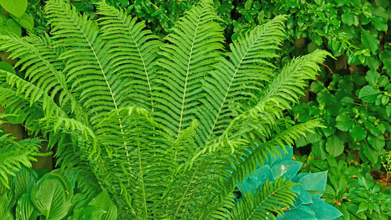ఫెర్న్ ప్లాంట్ (Fern Plant): దీని దట్టమైన ఆకులు గదిలోని వేడిని శోషించుకుంటాయి. గదిలో తేమను పెంచి చల్లదనాన్ని ఇవ్వడంలో ఇది అద్భుతంగా పనిచేస్తుంది. ఫెర్న్ మొక్క దట్టమైన ఆకులు పరిసరాల నుండి వేడిని గ్రహించడంలో సహాయపడతాయి. ఈ మొక్క ఇంటి ఉష్ణోగ్రతను సమతుల్యంగా ఉంచడంలో సహాయపడుతుంది. తద్వారా గదిలో కూర్చోవడం మరింత సౌకర్యవంతంగా ఉంటుంది.