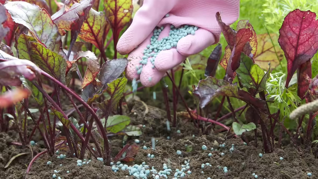 ఈ ప్రభావం ఇప్పటికే అంతర్జాతీయ మార్కెట్లలో కనిపిస్తోంది. కొన్ని ఎరువుల తయారీ ప్లాంట్లలో ఉత్పత్తి తగ్గడంతో పాటు, సముద్ర మార్గాల భద్రతపై ఆందోళనలు పెరిగాయి. యూరప్‌లో అమ్మోనియా ధరలు టన్నుకు సుమారు 725 డాలర్లకు చేరుకోగా, మధ్యప్రాచ్యంలో యూరియా ధరలు భారీగా పెరుగుతున్నాయి. ప్రపంచంలో అతిపెద్ద ఎరువుల ఎగుమతిదారు అయిన రష్యా కొంత కొరతను పూరించగలదని భావించినా, దాని ఉత్పత్తి సామర్థ్యం పరిమితంగానే ఉంది. మరోవైపు చైనా ఫాస్ఫేట్ ఎగుమతులను నిలిపివేయడం, ఖతార్‌లో సల్ఫర్ ఉత్పత్తి తగ్గడం పరిస్థితిని మరింత క్లిష్టం చేశాయి.