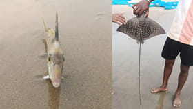 ప్రకృతి వింత! ముళ్ల కాళ్లపై నిలిచే అరుదైన చేప