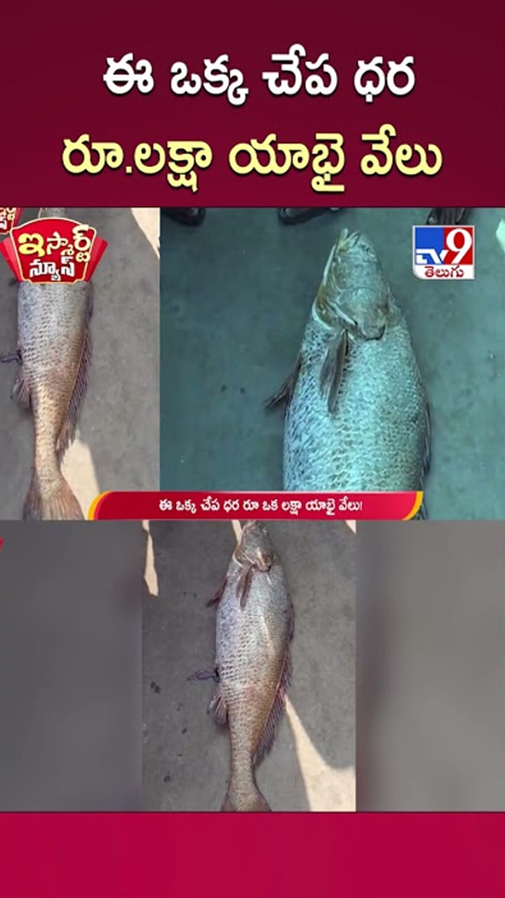 Viral: ఈ ఒక్క చేప ధర రూ.లక్షా యాభై వేలు.. నిజమండీ బాబూ.!