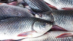 ఈ పాత చిట్కాతో చేపల పులుసులో నీచు వాసనే ఉండదు