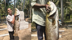 వలకు చిక్కిన భారీ పండుగప్ప.. వేలంలో ఎంత ధరకు