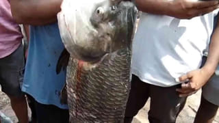 Viral Video: వాటర్‌ ట్యాప్‌ తిప్పితే నీళ్లు రావు..లైట్‌ వెలుగుతుంది..! ఈ జుగాడ్ చూస్తే షాక్ అవుతారు