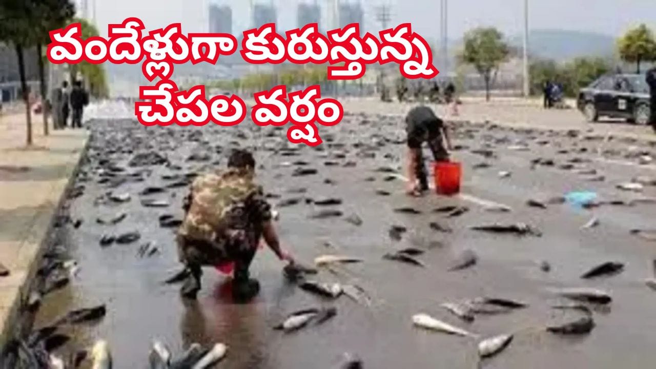 ప్రకృతి మాయాజాలం..100 ఏళ్లుగా కురుస్తున్న చేపల వర్షం.. ఆ రహస్యం తెలిస్తే
