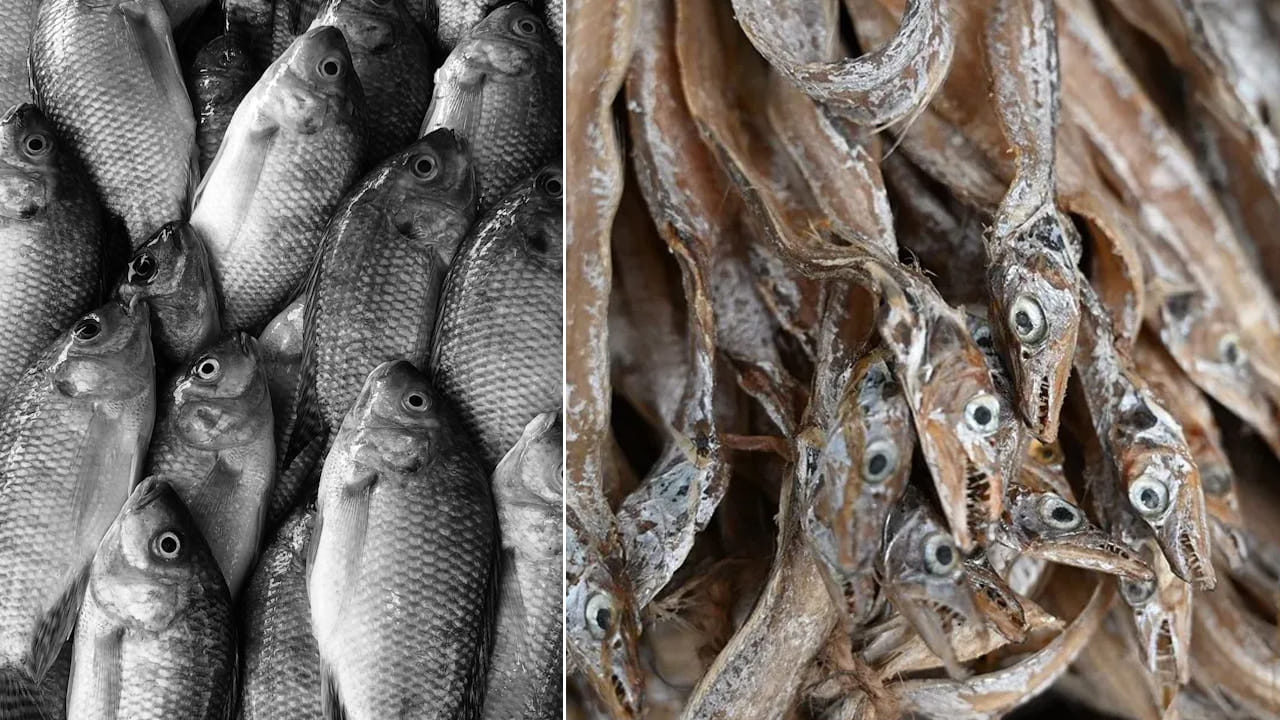 Dry Fish vs Fresh Fish: పచ్చి చేపలు vs ఎండు చేపలు.. ఆరోగ్యానికి ఏవి మంచివి..? నమ్మలేని నిజాలు ఇవే..