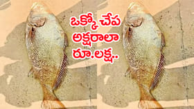 మత్స్యకారులకు కాసుల పంట.. కేవలం 2 చేపలకే ఏకంగా రూ. రెండు లక్షలు!