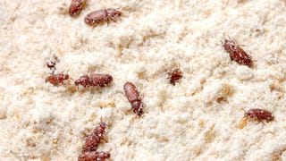 హెల్తీ తోటకూర ఇడ్లీ… ఇలా చేస్తే అందరూ మళ్లీ మళ్లీ అడుగుతారు