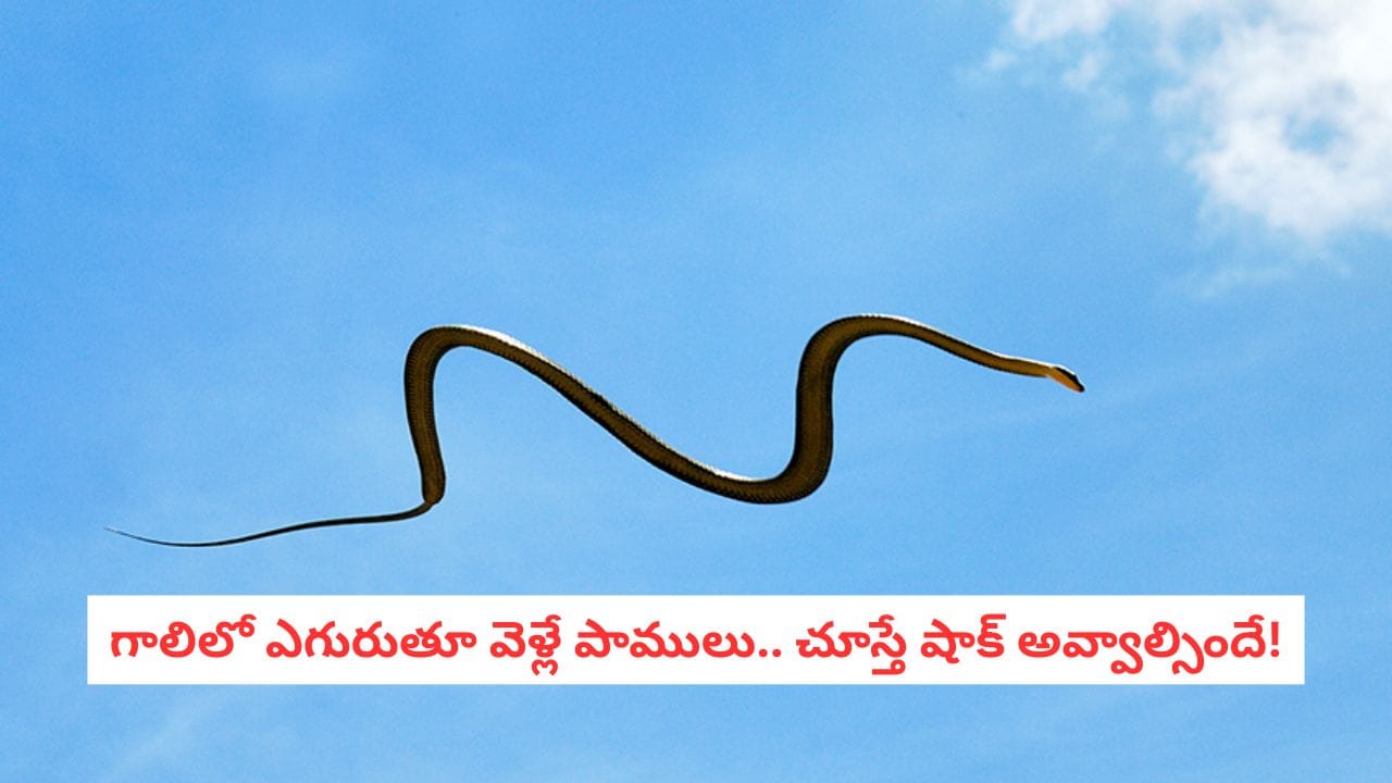 Flying Snake: గాలిలో ఎగిరే పాములను చూశారా?.. రెక్కలు లేకపోయినా పక్షిలా విహరించే వింత జీవులివి!