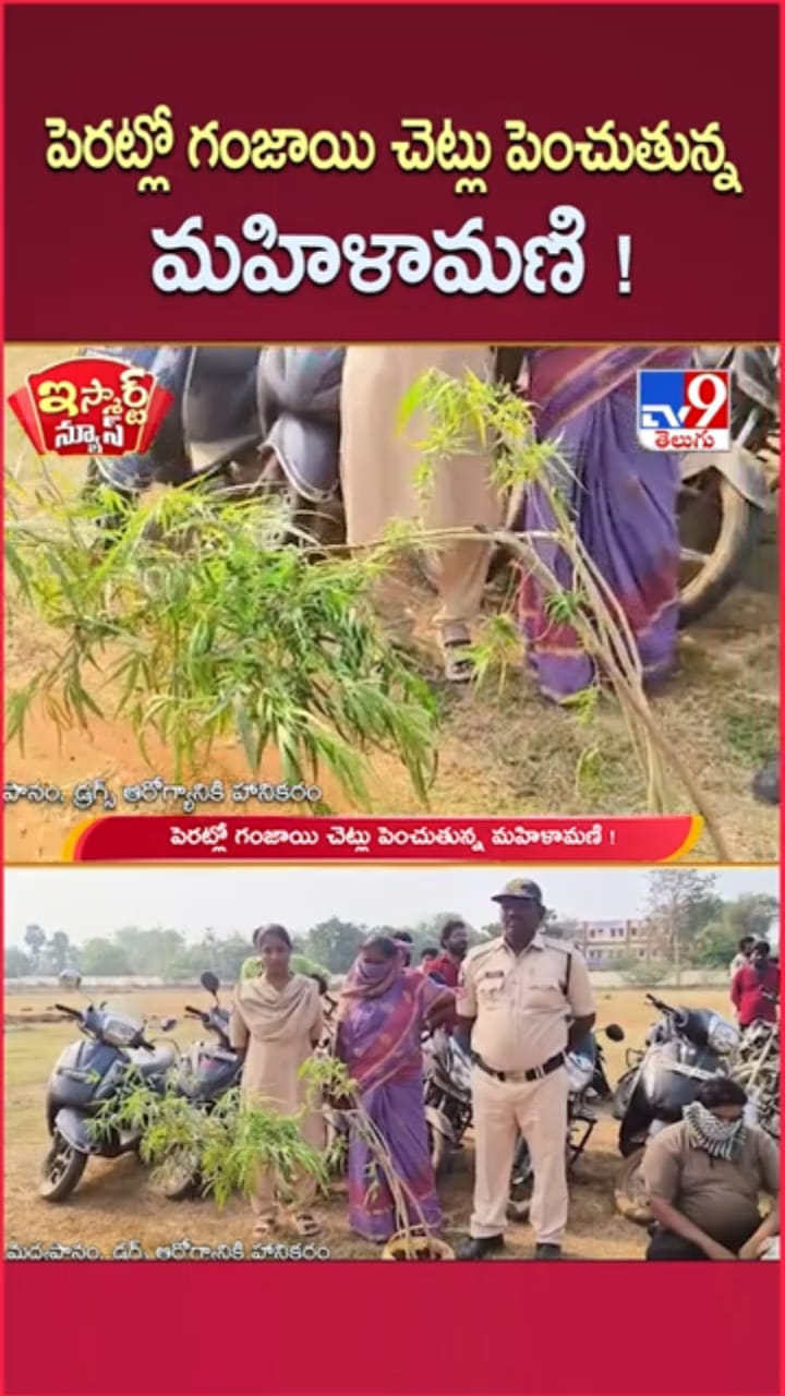 వామ్మో.. ఇంటి పెరట్లో గుట్టుచప్పుడు కాకుండా గంజాయి సాగు